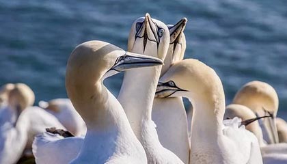 开云体育网页版入口-【明星比拼】丁俊晖与奥沙利文的经典对决集锦，丁俊晖vs奥沙利文搞笑