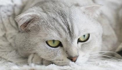 开云真人体育娱乐-【博彩热潮】台球锦标赛引发竞猜狂热，台球锦标赛规则